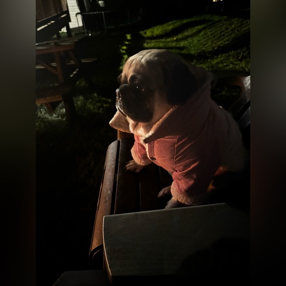 Meet your Posher, Fatima & My baby pugs - Picture 6 of 10